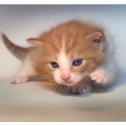 kittyalexandra