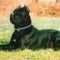 catel