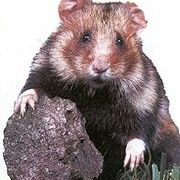 harciog