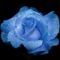 bluerose