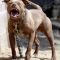 ..pYtBulL..