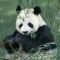 pandi