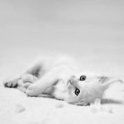 pepenerosu