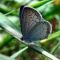 blue_butterfly