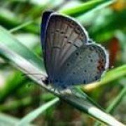 blue_butterfly