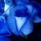 floaredetrandafir
