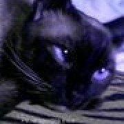 felix2007