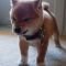 foxi