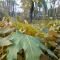 DryLeaf